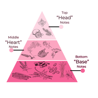 The Olfactory Pyramid