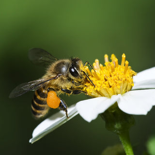 Part 1 & 2 - Save the Bees - Why are Bees So Important? '