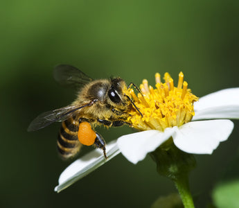 Part 1 & 2 - Save the Bees - Why are Bees So Important? '