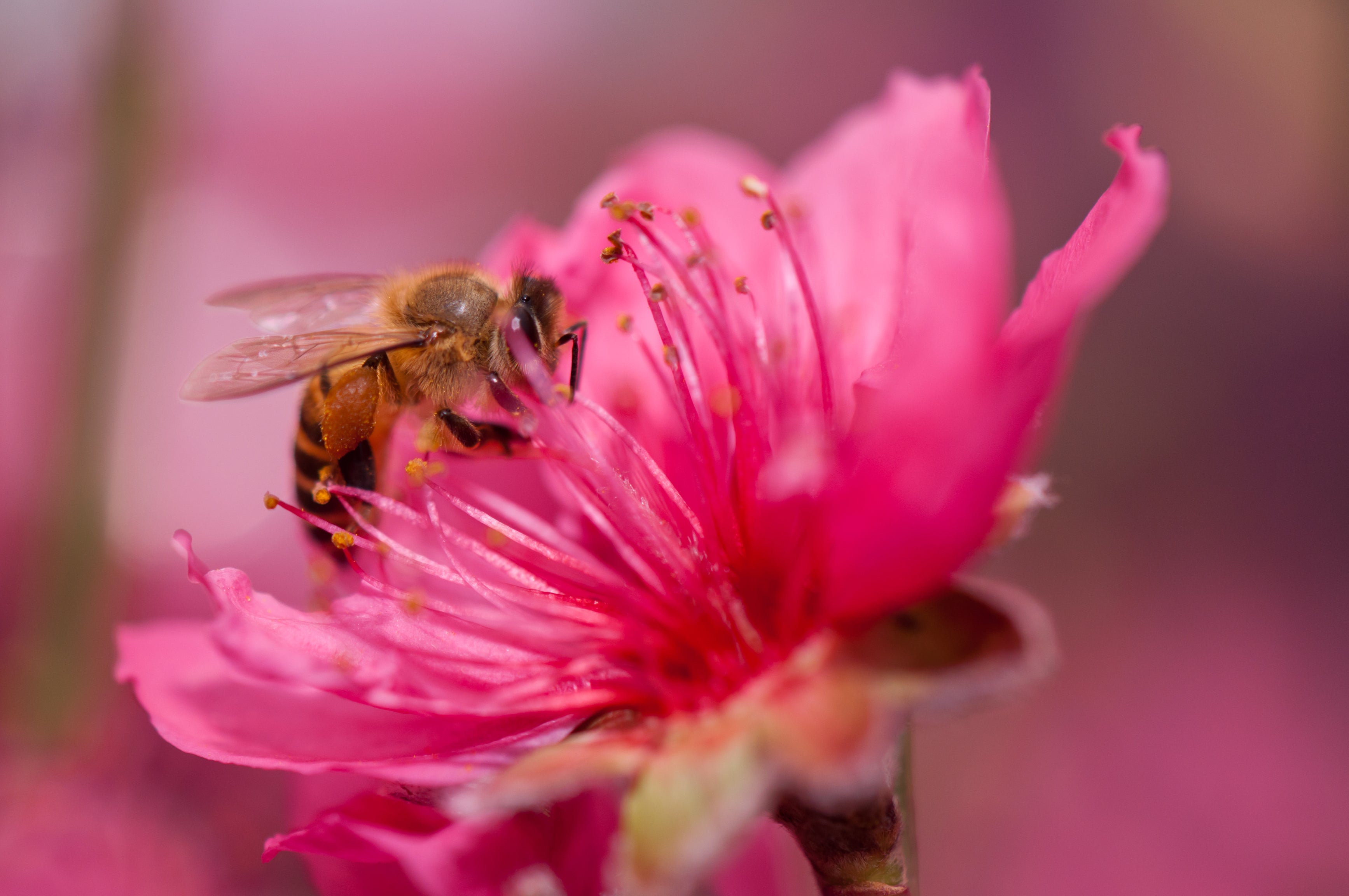 Part 3 & 4: Save the Bees Parts-  What is Causing  the Bees to Decline? What Can We Do?