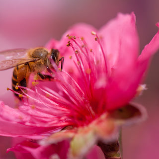 Part 3 & 4: Save the Bees Parts-  What is Causing  the Bees to Decline? What Can We Do?