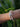 Emerald Eye Soft Panther Bracelet - Be in the Pink