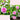 À La Rose 5-Piece Eau De Parfum Set & Globetrotter Case - Be in the Pink